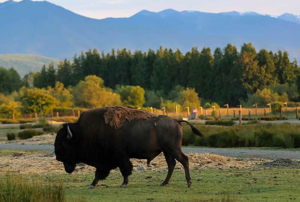 Dungeness River Match, Sequim WA; Washington State Department of Fish and Wildlife